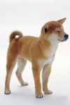 09shiba.png